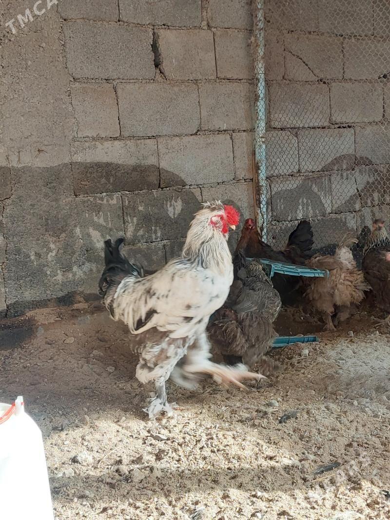 troýka horozlar - Гарадамак - img 1