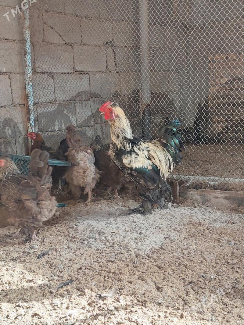 troýka horozlar - Гарадамак - img 3