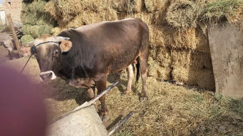 Okuz - Гёкдепе - img 2