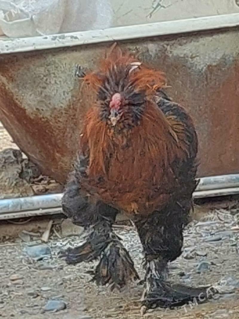 troýka horozlar - Гарадамак - img 7