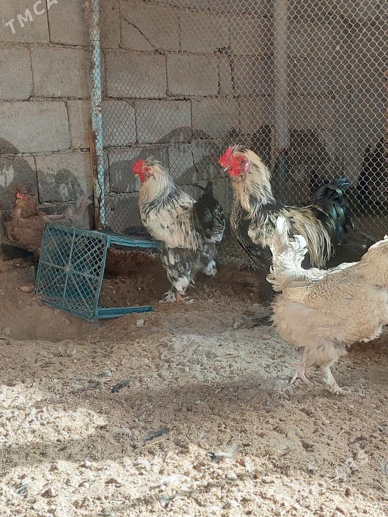 troýka horozlar - Гарадамак - img 5