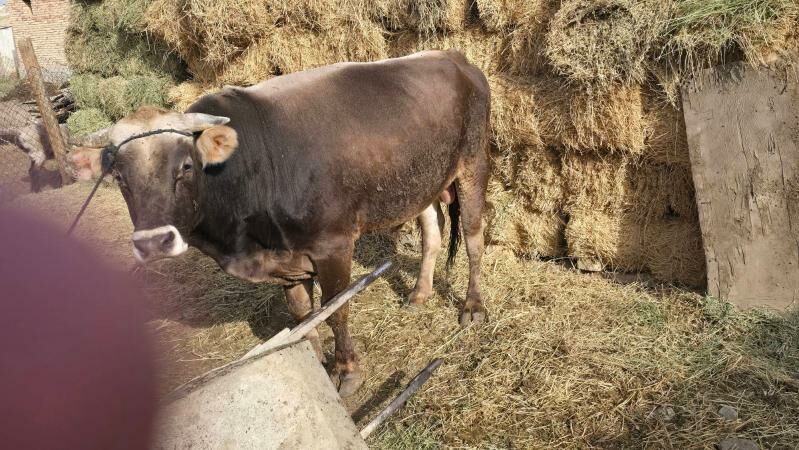 Okuz - Гёкдепе - img 1