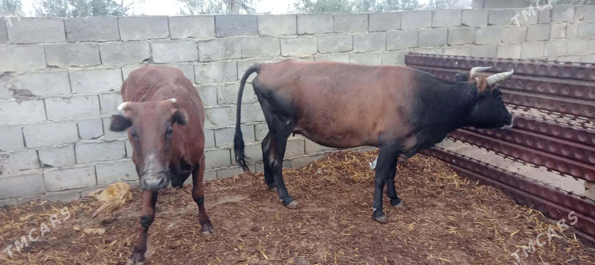 Göleli sygyrlar - Etrek - img 2