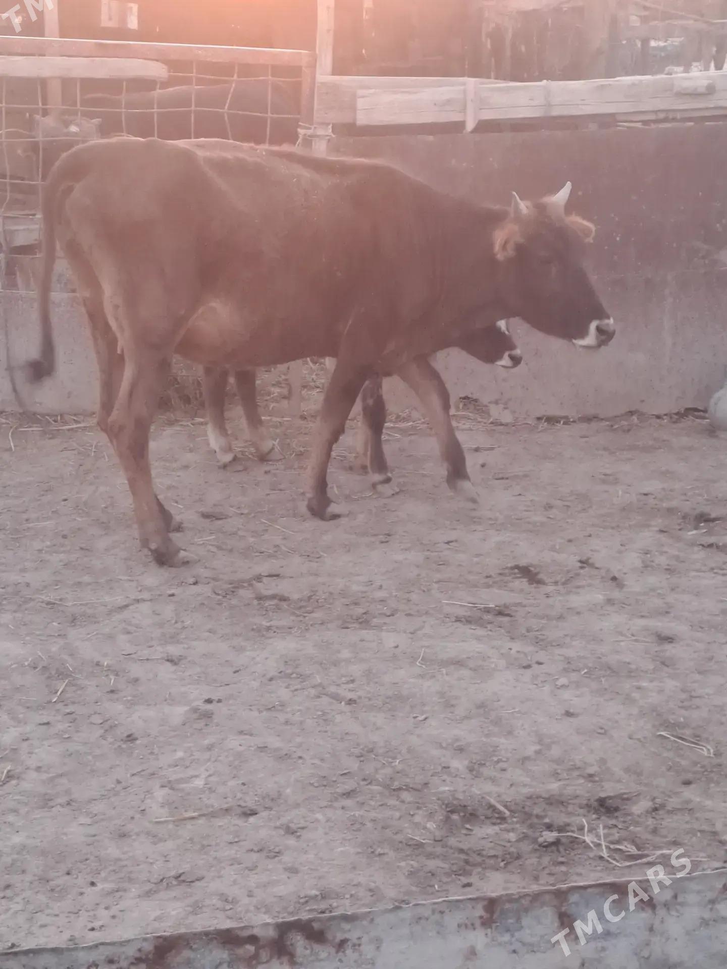 Göleli sygyrlar - Etrek - img 3