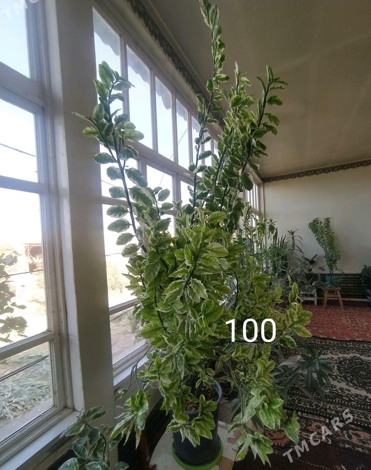 gül - Гурбансолтан Едже - img 1