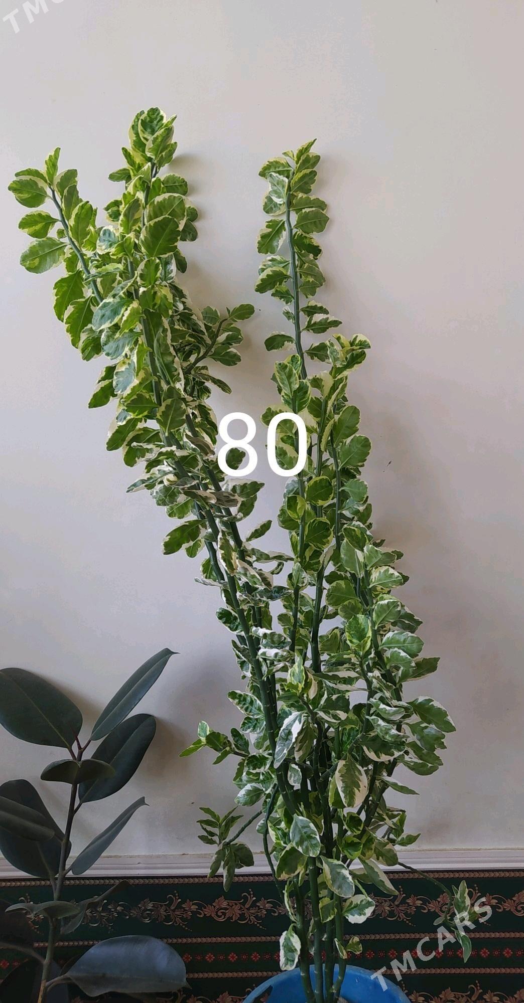 gül - Гурбансолтан Едже - img 2