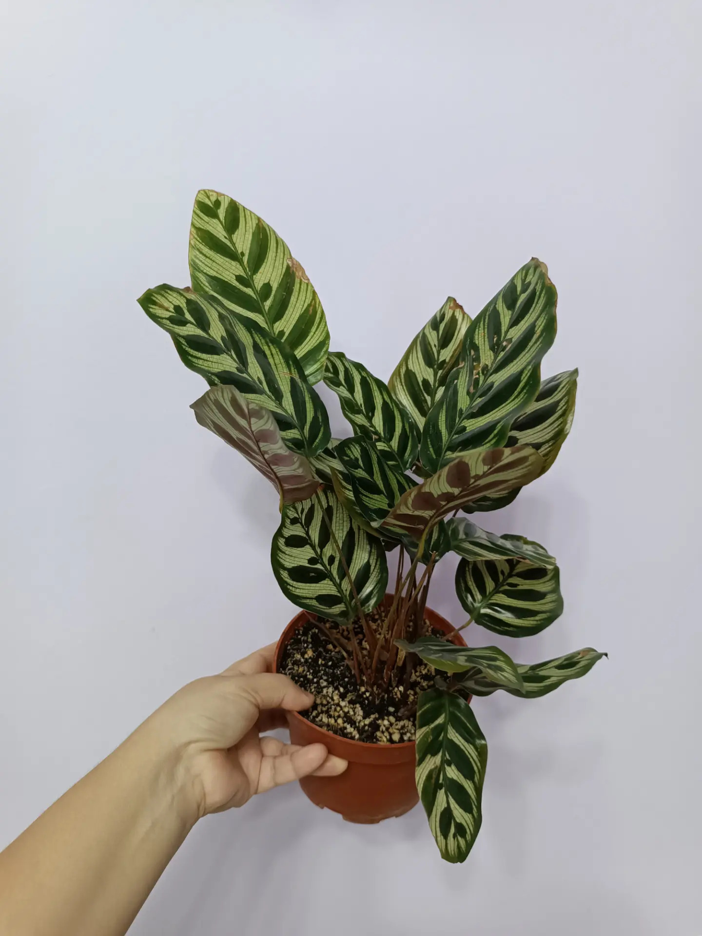 КАЛАТЕЯ - Ашхабад - img 2