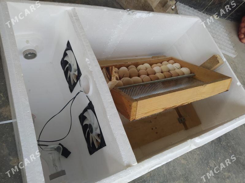 inkubator 60 yumurtgalyk - Mary - img 3