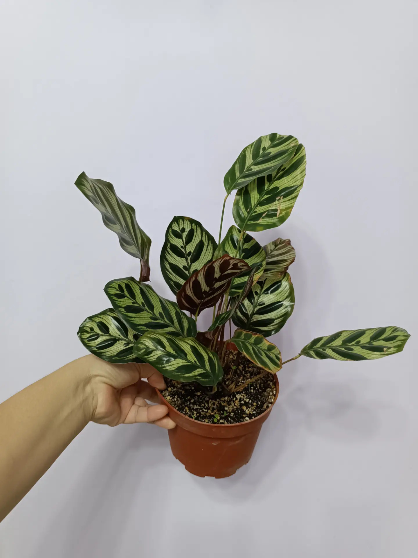 КАЛАТЕЯ - Ашхабад - img 1