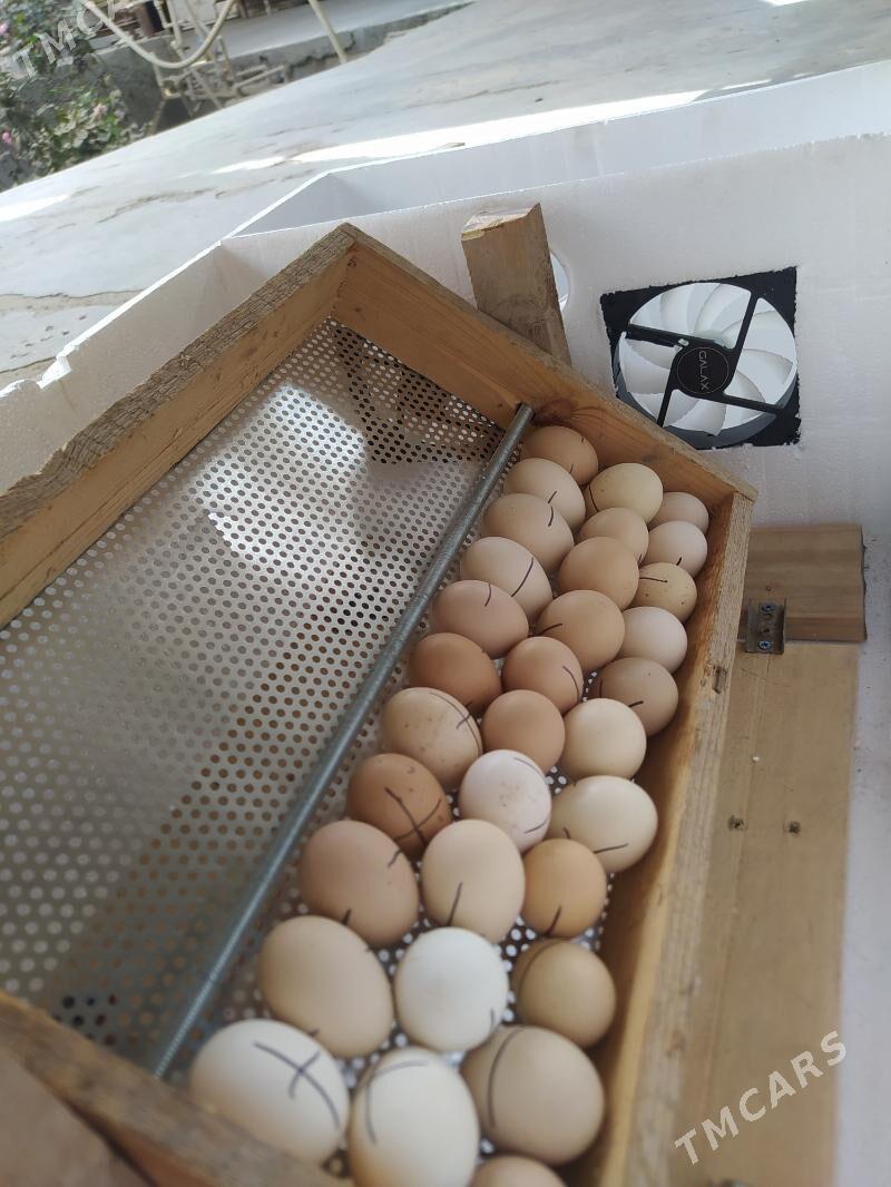 inkubator 60 yumurtgalyk - Mary - img 2