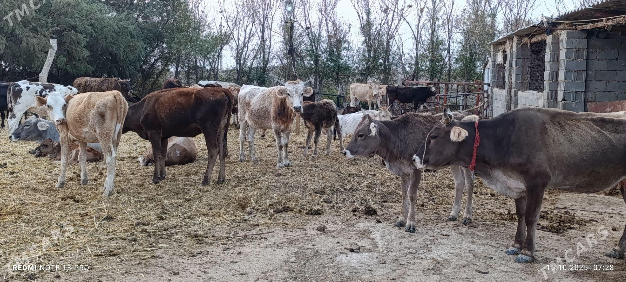 sygyrlar - Ак-Бугдайский этрап - img 1