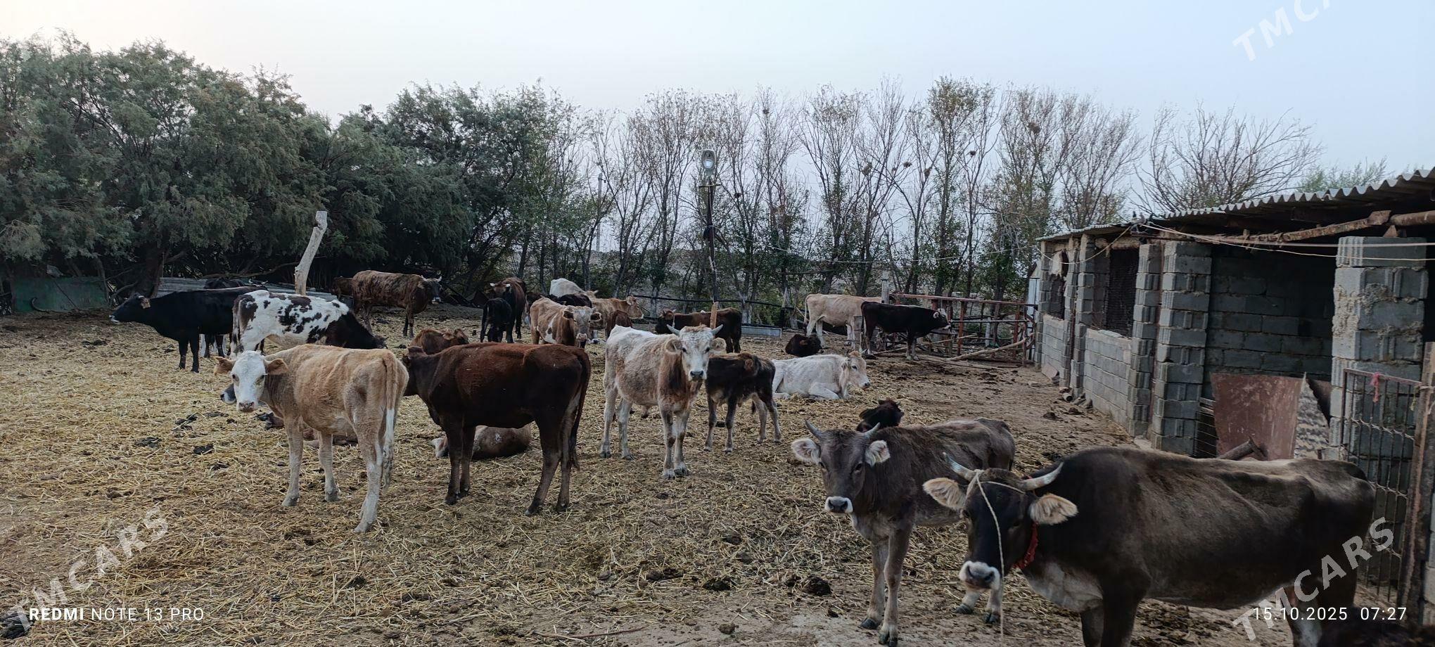 sygyrlar - Ак-Бугдайский этрап - img 2