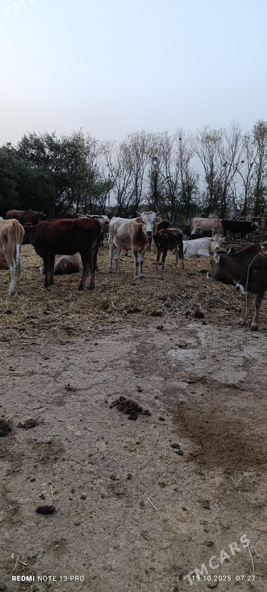 sygyrlar - Ак-Бугдайский этрап - img 4