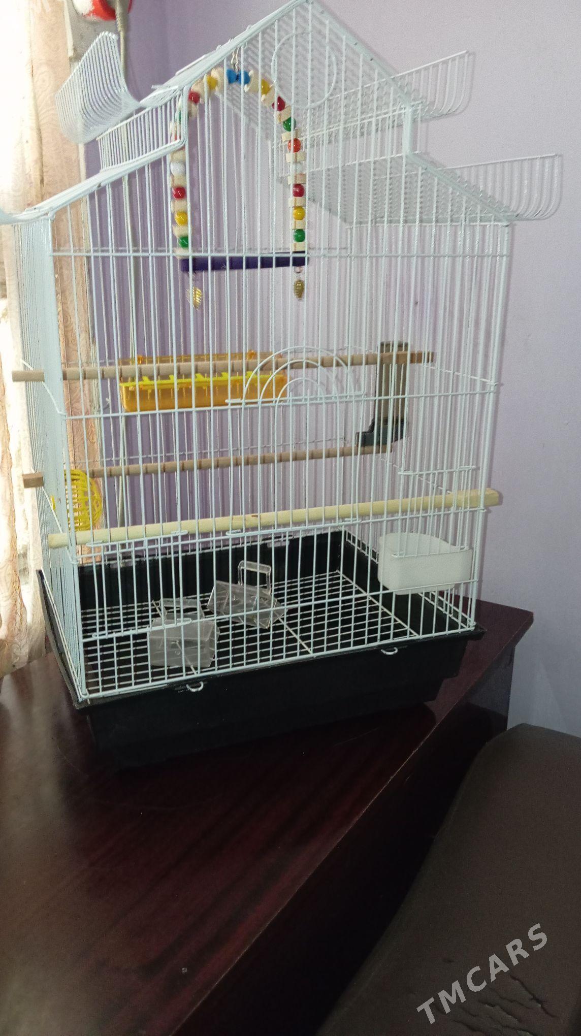 Клетка для птиц - Aşgabat - img 3