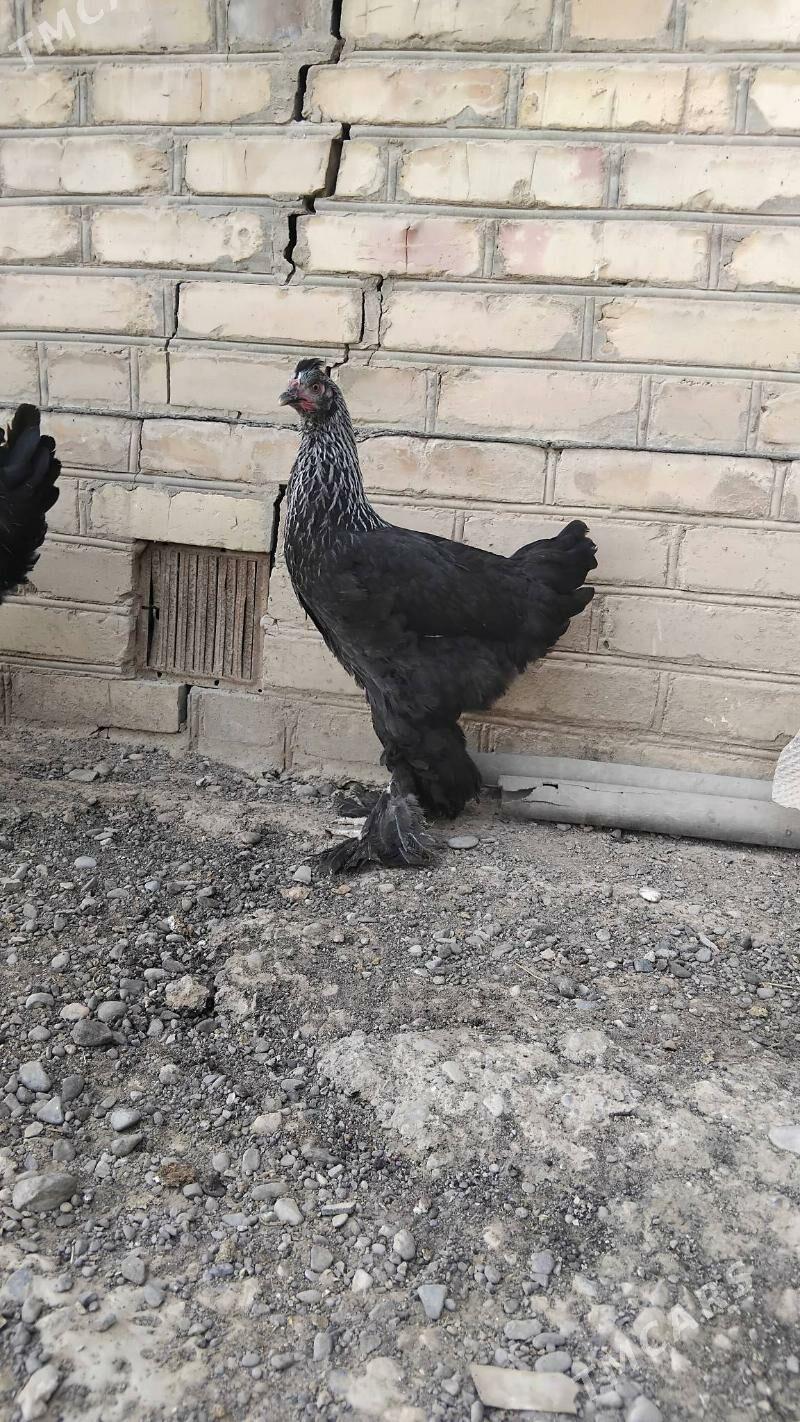 mrama towuk - Wekilbazar - img 4