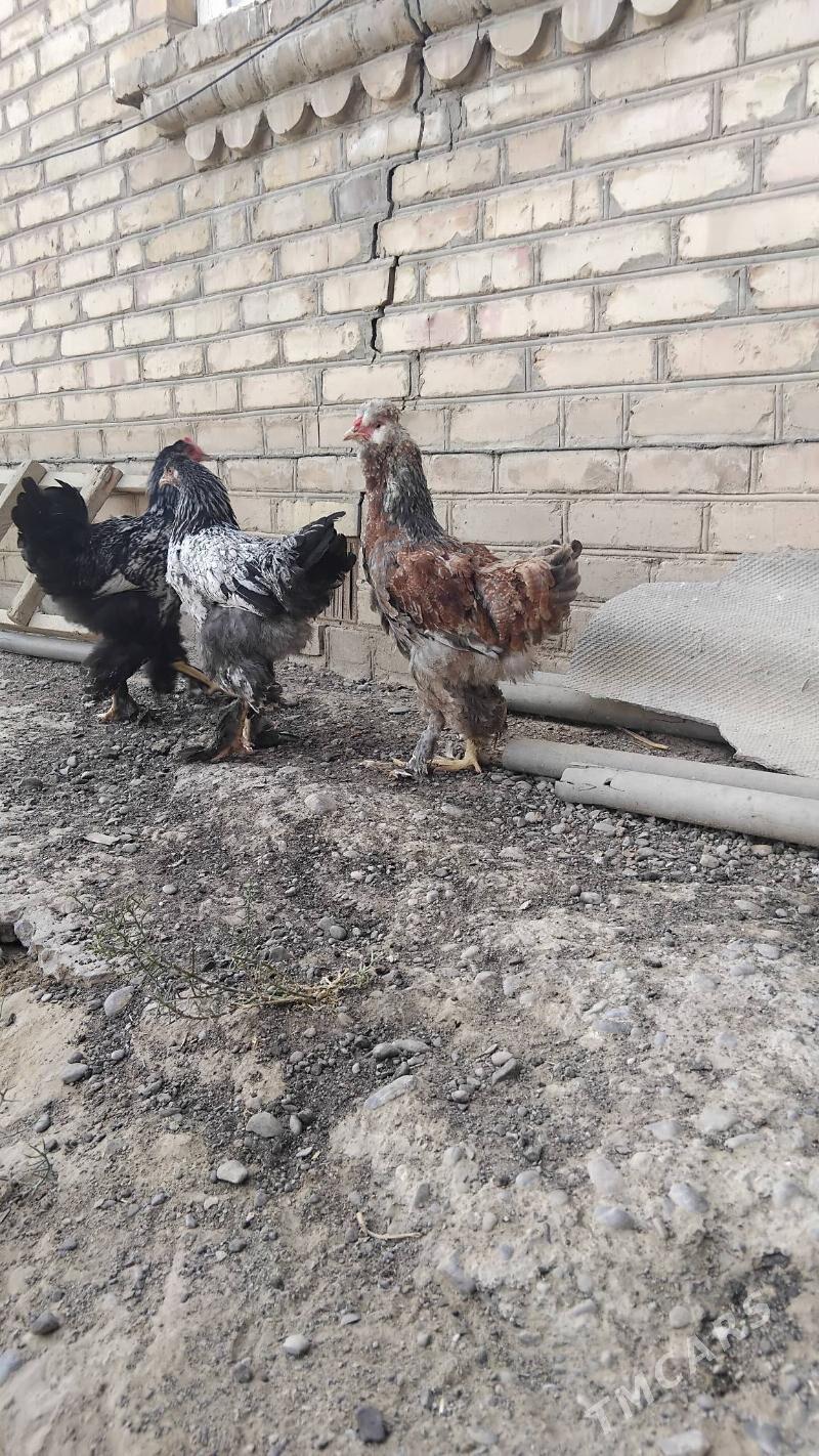 mrama towuk - Wekilbazar - img 2