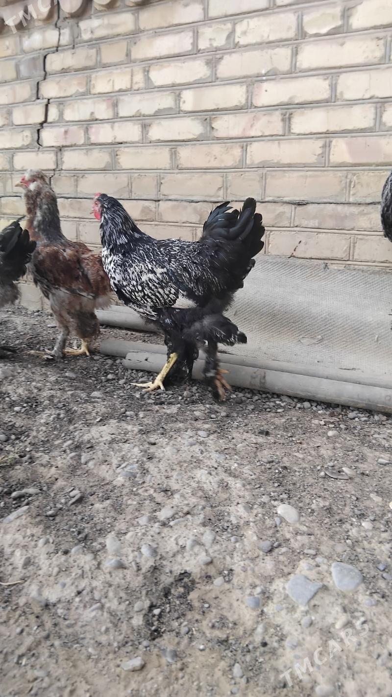 mrama towuk - Wekilbazar - img 1