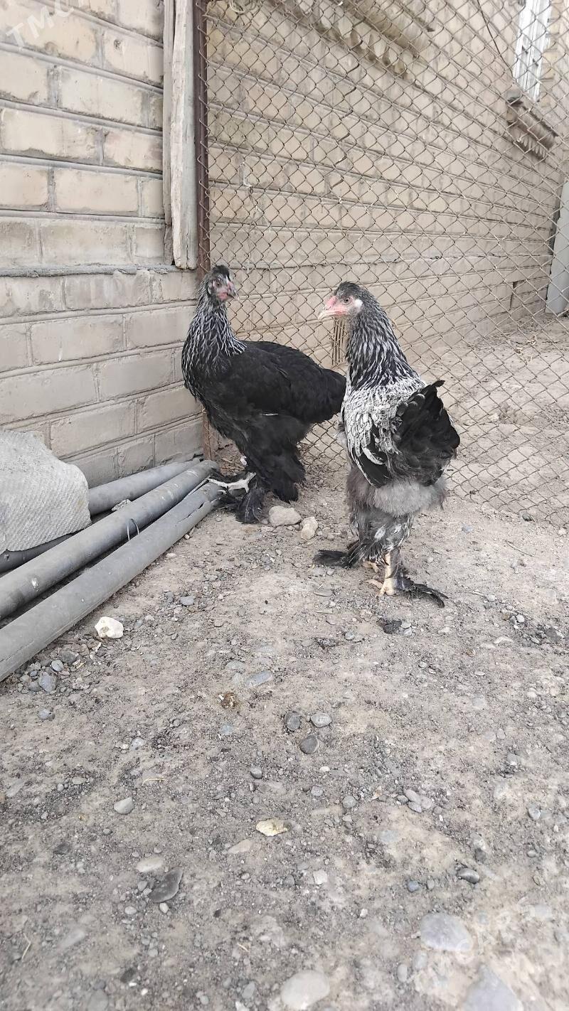 mrama towuk - Wekilbazar - img 3