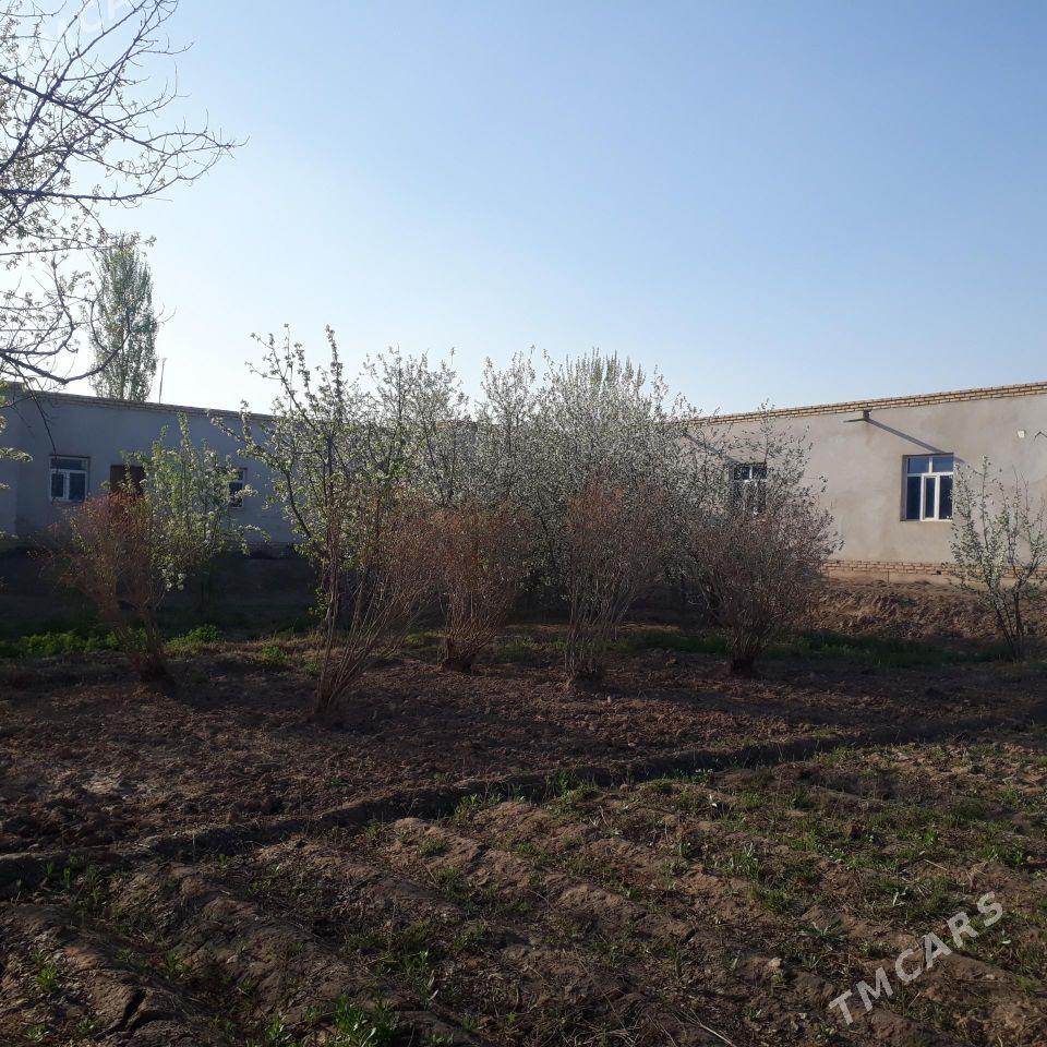 Киров 36 соток - Дашогуз - img 5