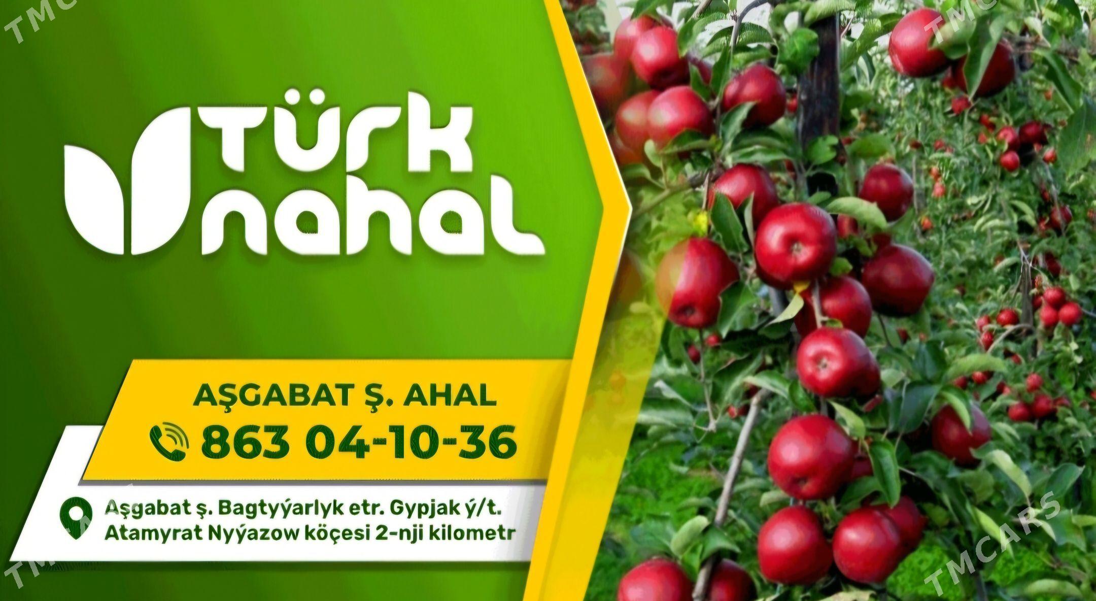 TURK NAHAL MINDAL - Анев - img 1