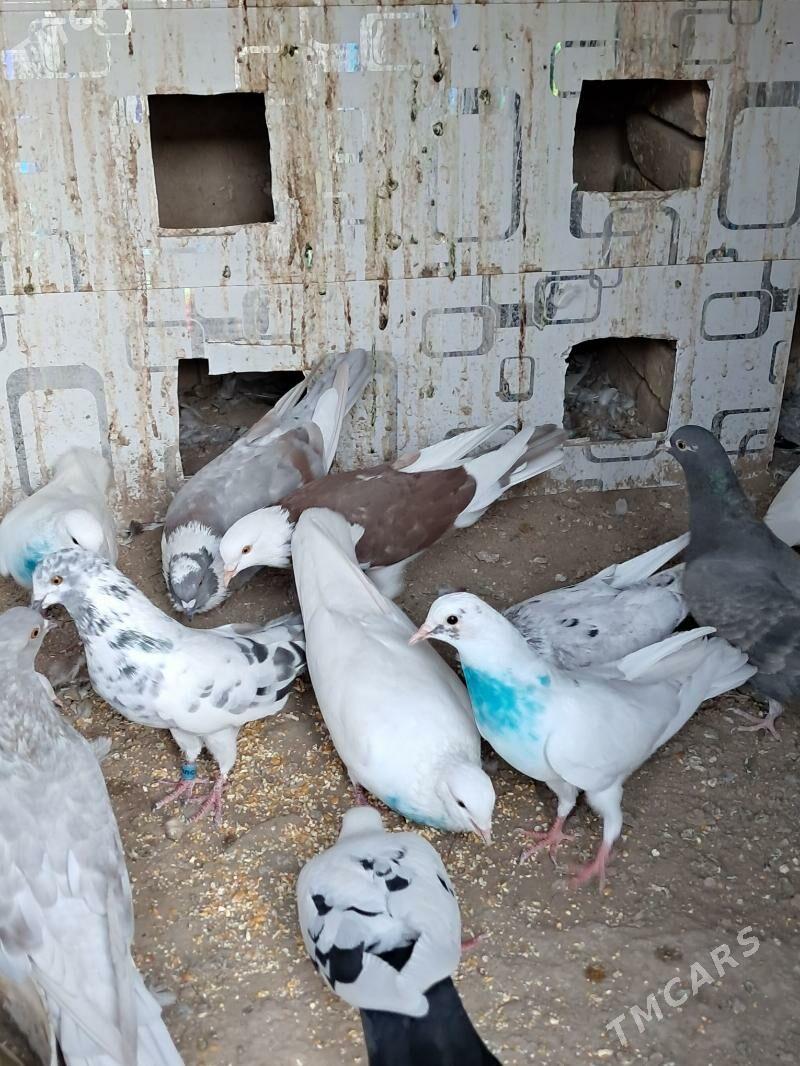 kepderi - Dänew - img 3