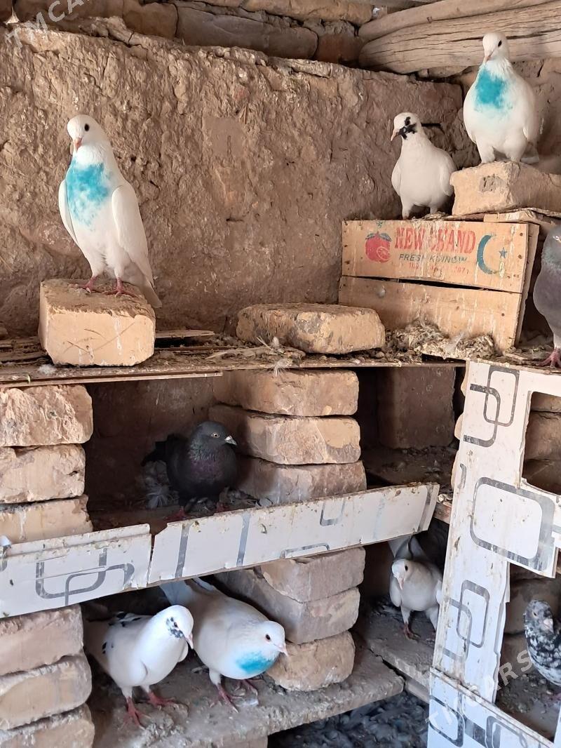 kepderi - Dänew - img 2