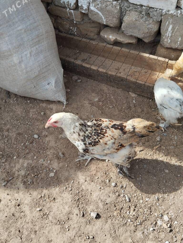 horoz - Gökje - img 2