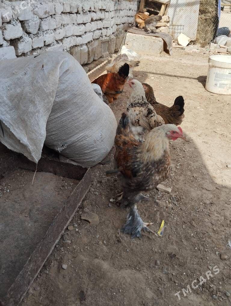 horoz - Gökje - img 4