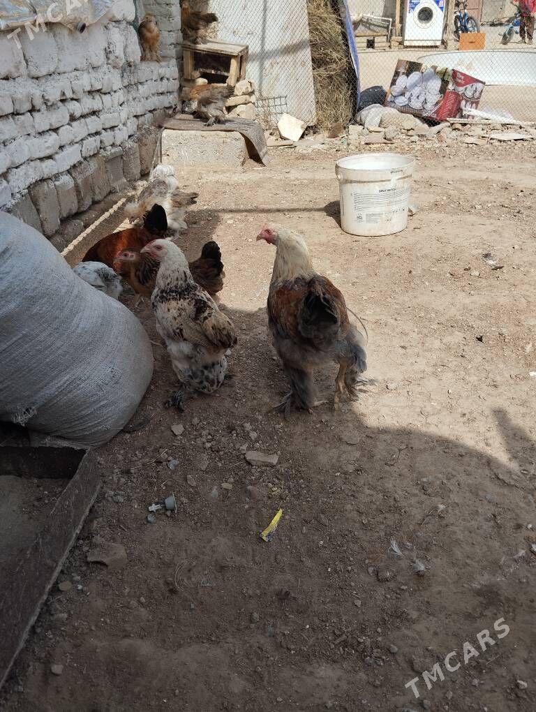 horoz - Gökje - img 6