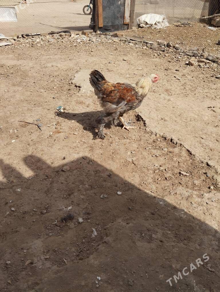 horoz - Gökje - img 5