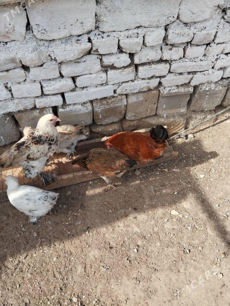 horoz - Gökje - img 3