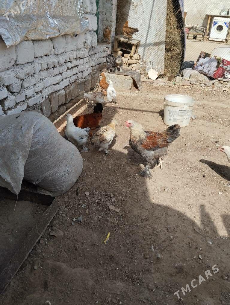 horoz - Gökje - img 7