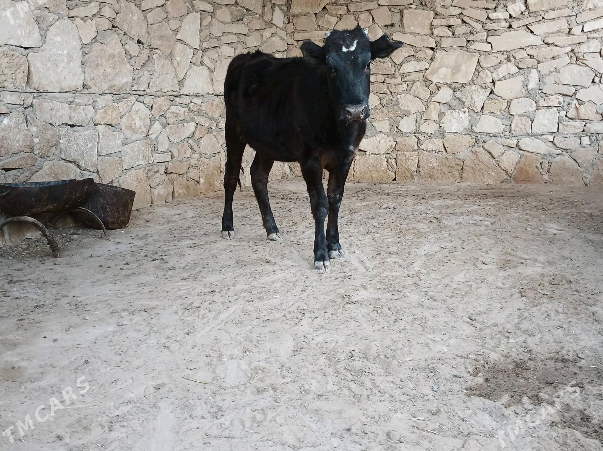 Gacar - Туркменбаши - img 3