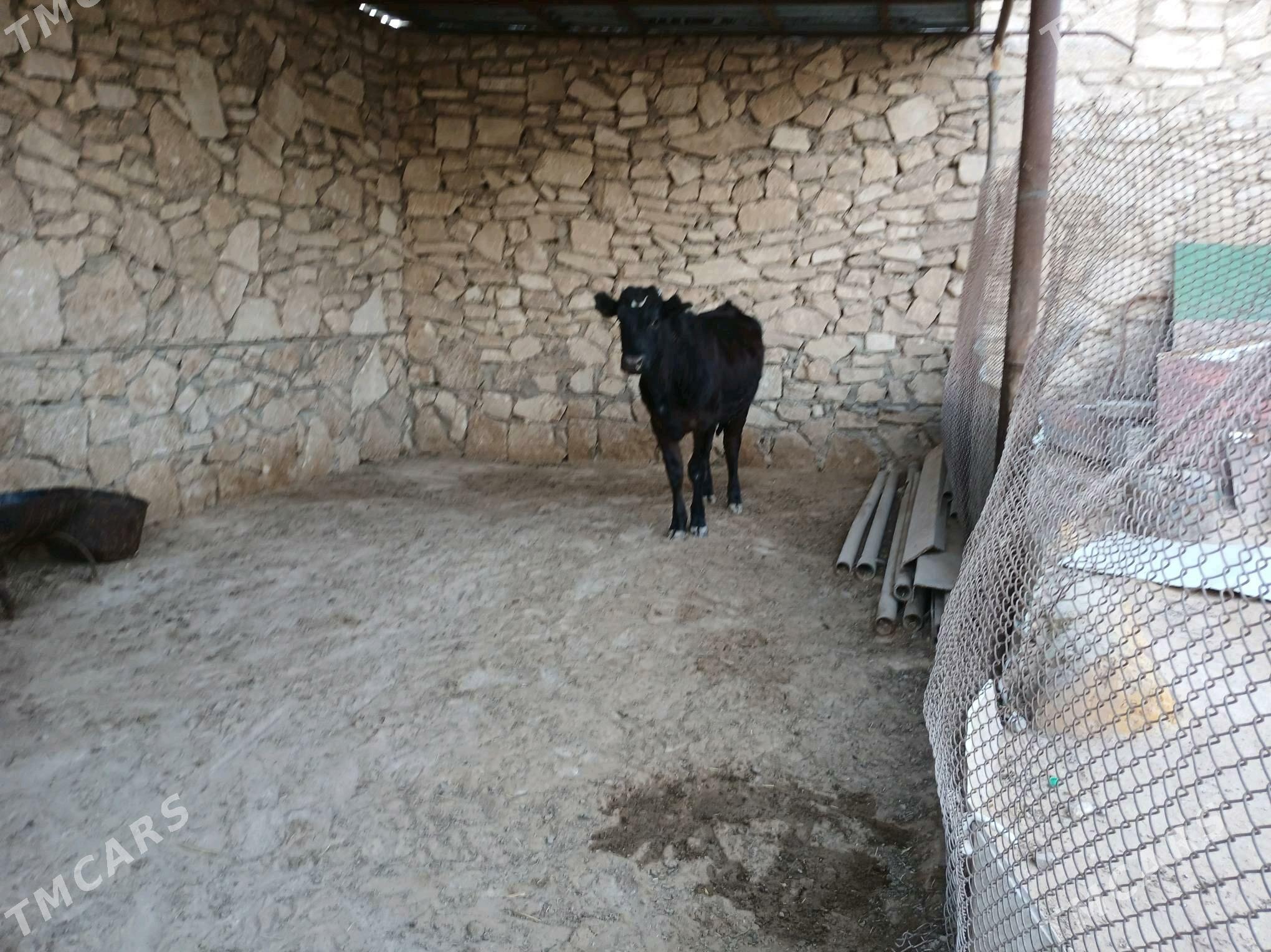 Gacar - Туркменбаши - img 4