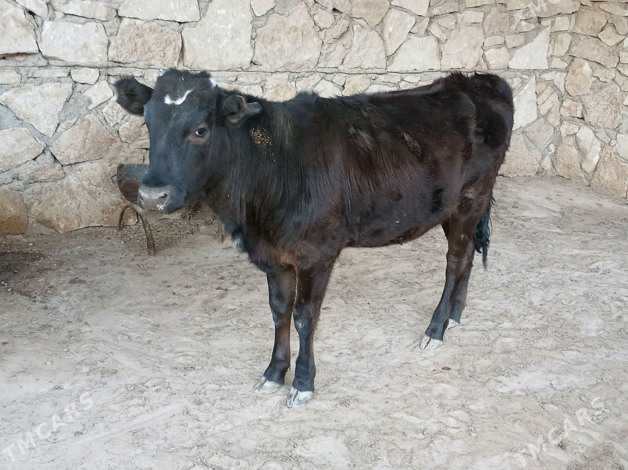 Gacar - Туркменбаши - img 1