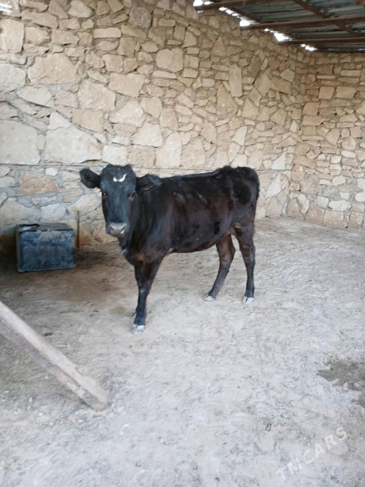 Gacar - Туркменбаши - img 2