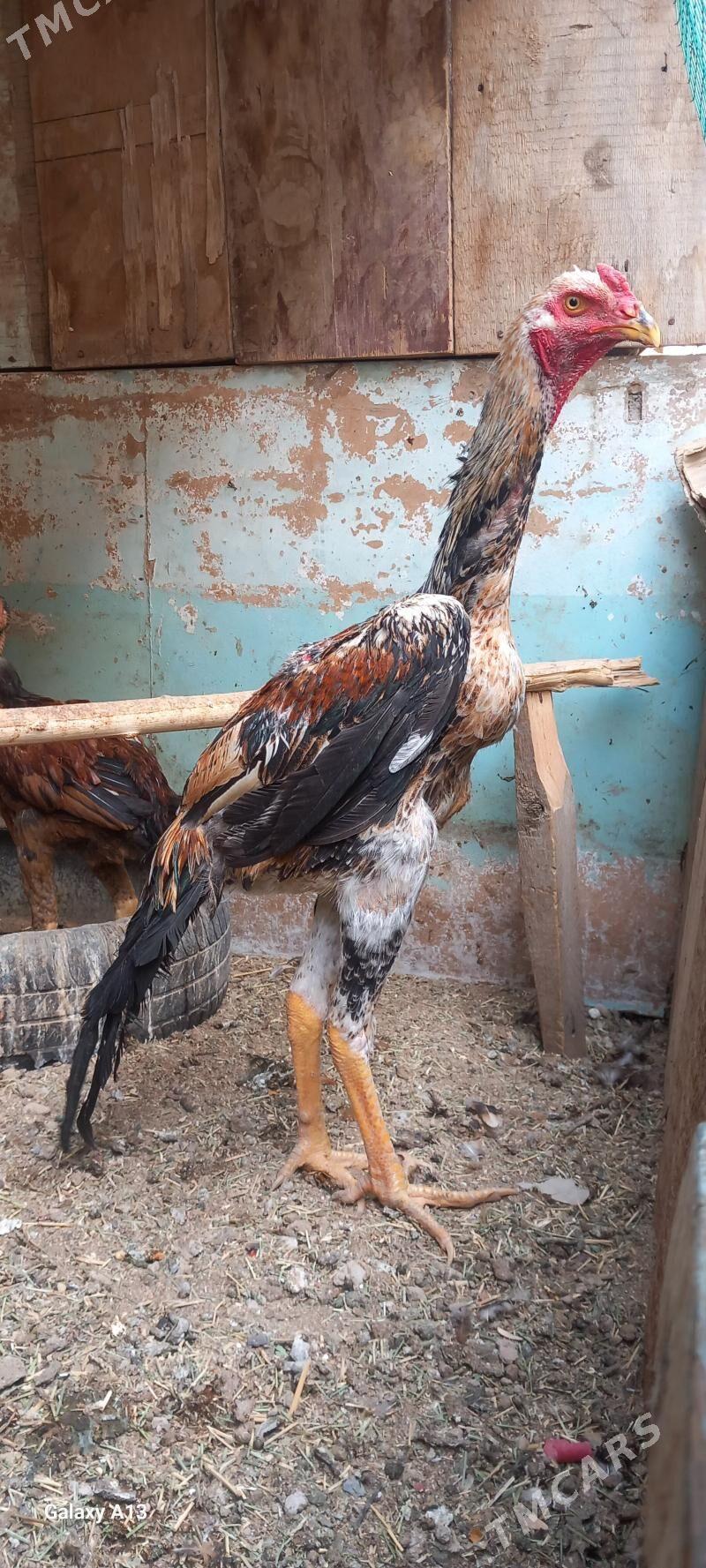 Gus - Wekilbazar - img 2