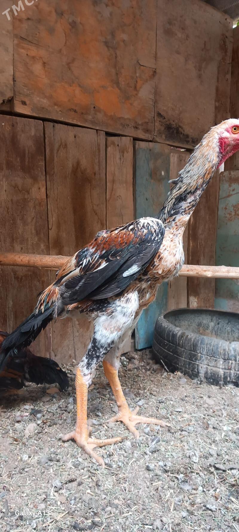 Gus - Wekilbazar - img 1