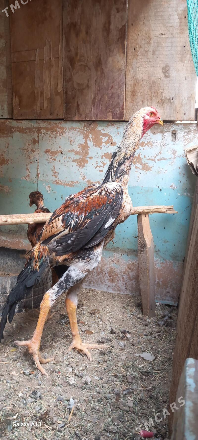 Gus - Wekilbazar - img 3