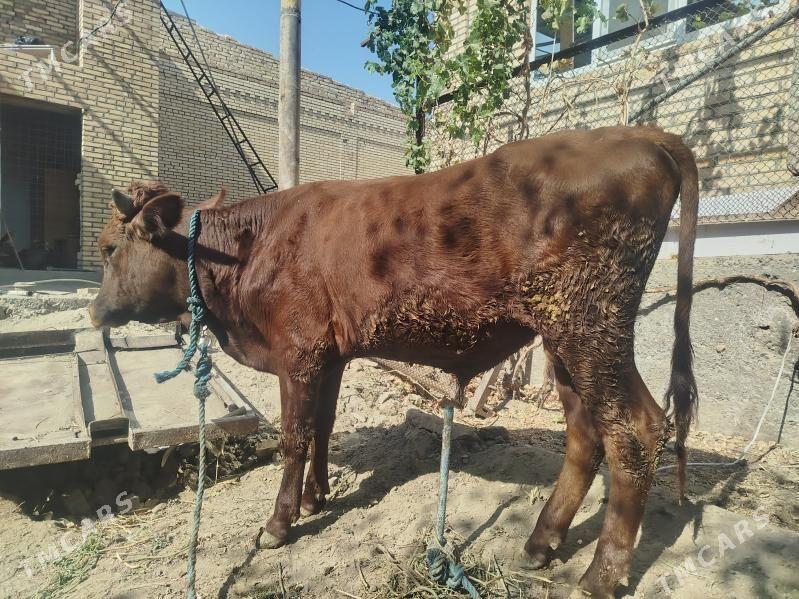 okuz - Туркменабат - img 3