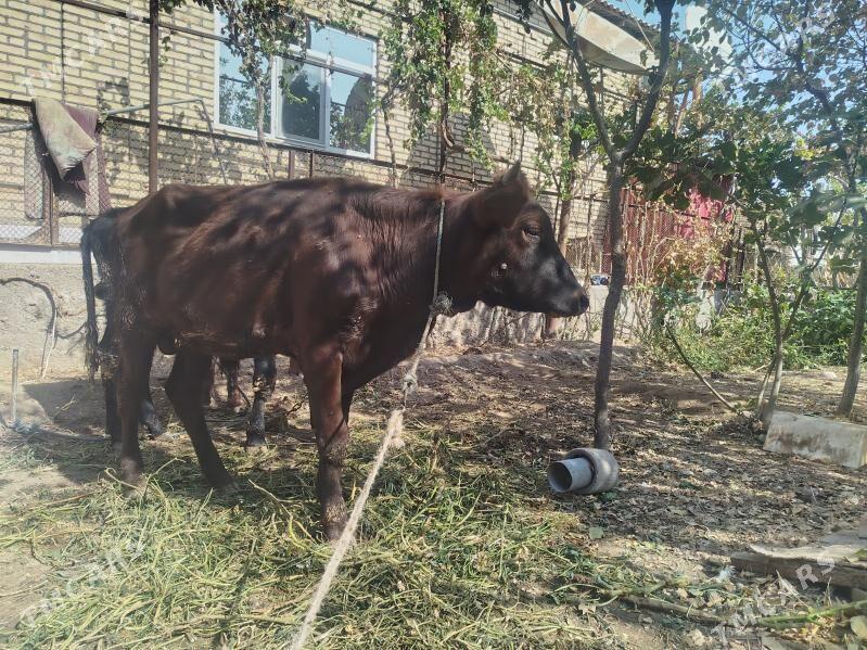 okuz - Туркменабат - img 2