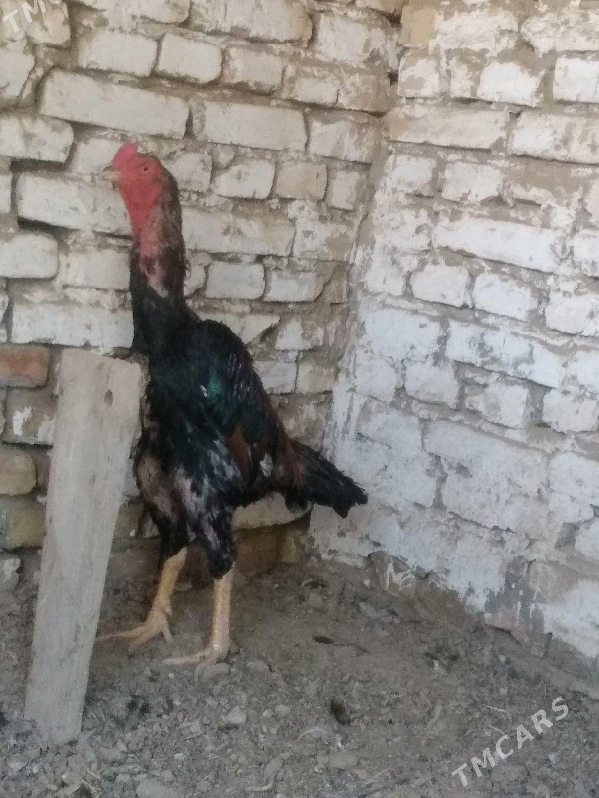 BABAY DUŞMAN - Saýat - img 2