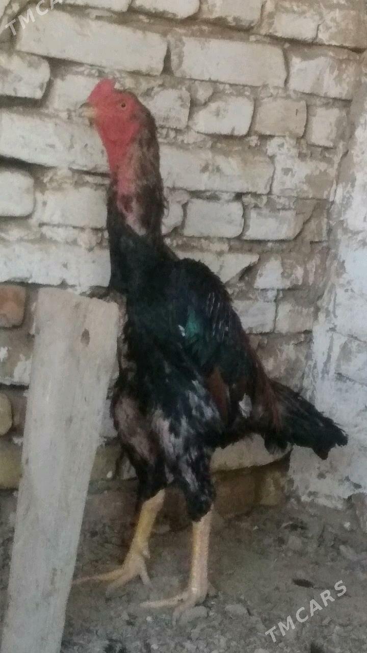 BABAY DUŞMAN - Saýat - img 1