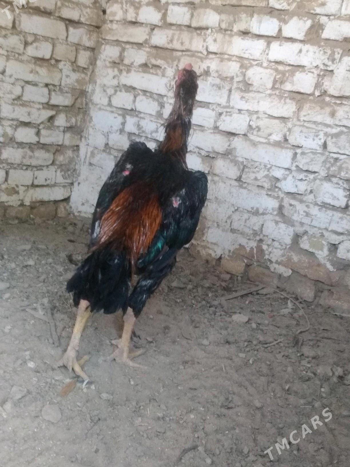 BABAY DUŞMAN - Saýat - img 3