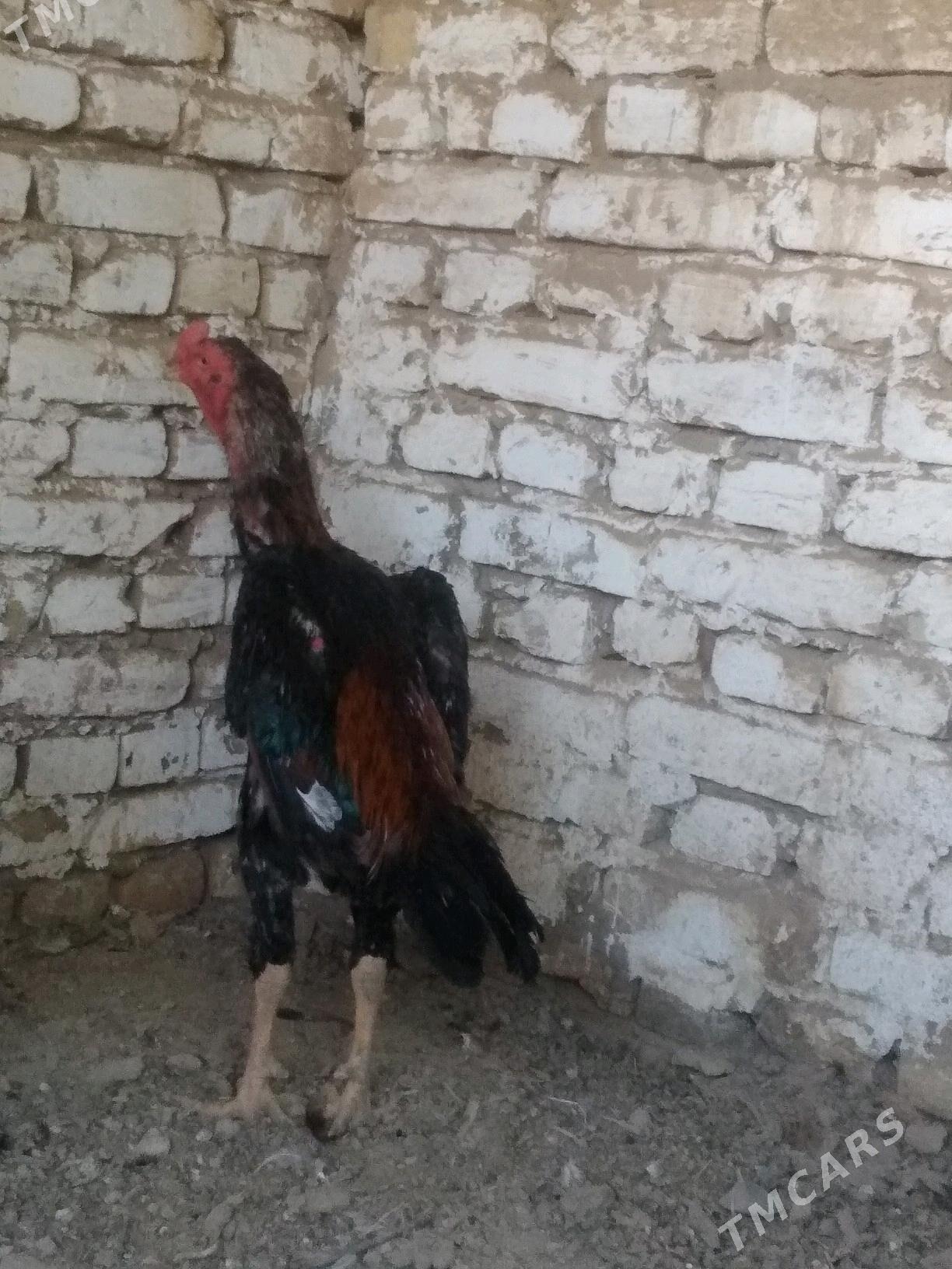 BABAY DUŞMAN - Saýat - img 4