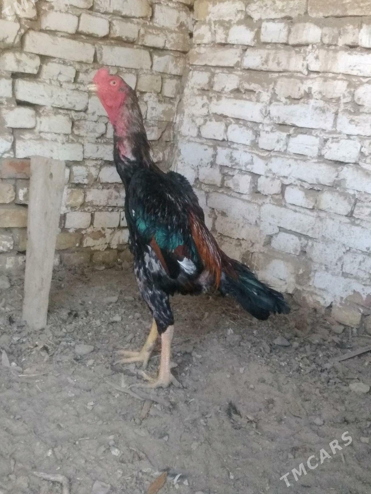 BABAY DUŞMAN - Saýat - img 5