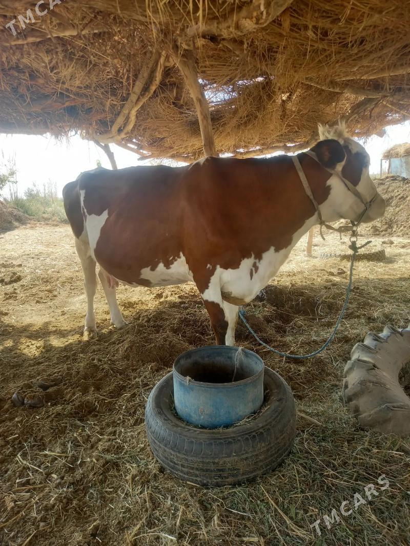 GYZYL ALA - Дянев - img 3