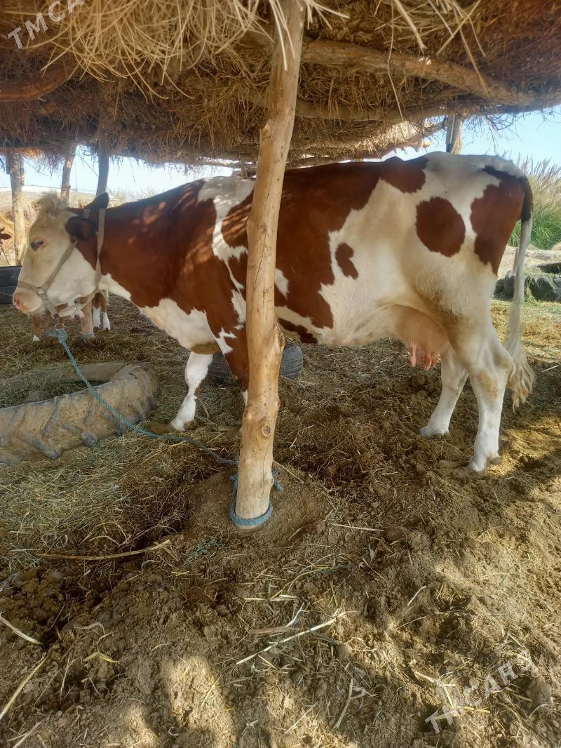 GYZYL ALA - Дянев - img 1