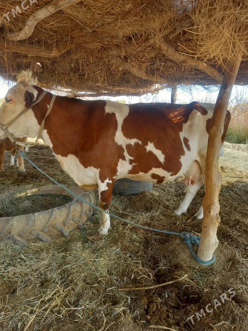 GYZYL ALA - Дянев - img 4