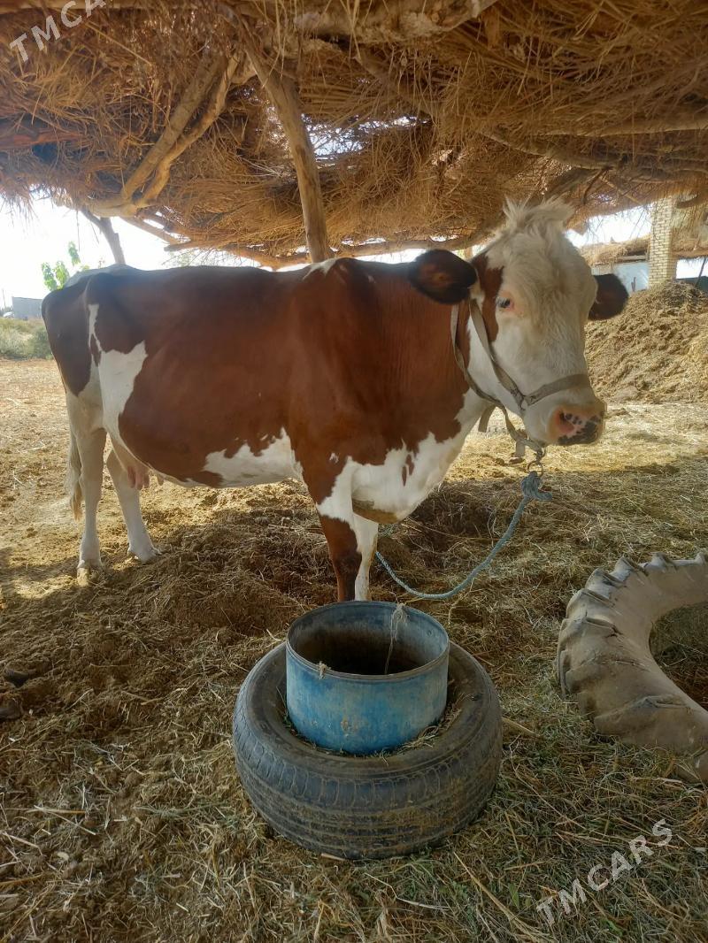 GYZYL ALA - Дянев - img 2